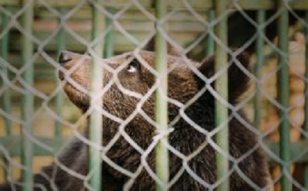 OIPA si oppone alla detenzione degli orsi al Casteller di Trento