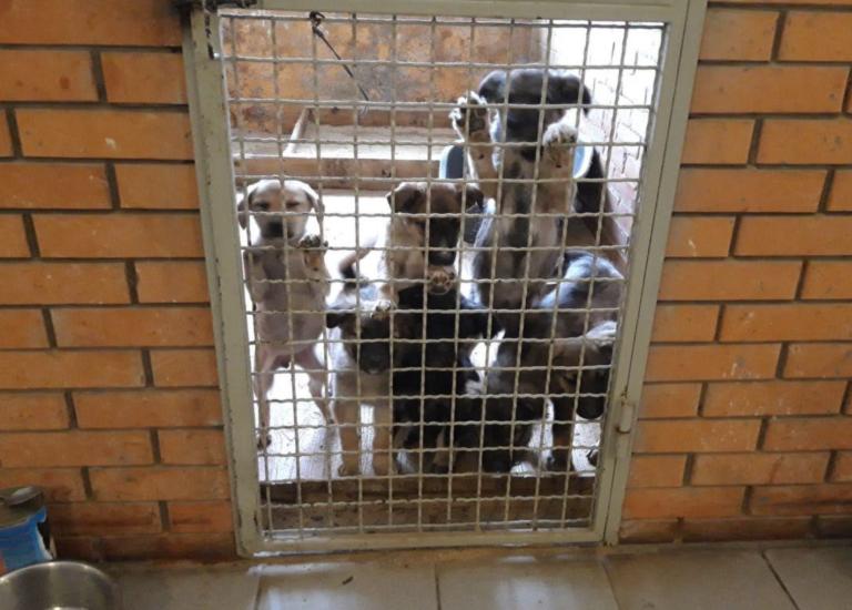 Ucraina, Oipa: rifugi animali al collasso, come aiutare veterinari e volontari
