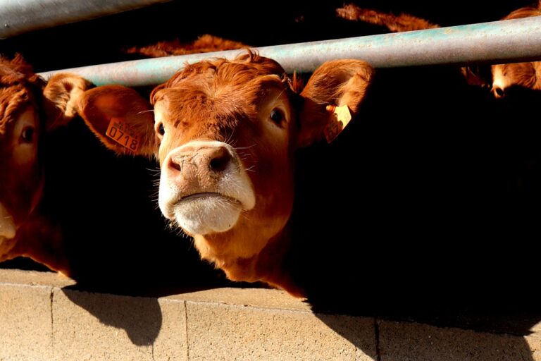 Pavia, Lega Antivivisezione: maltrattamenti in allevamento di mucche