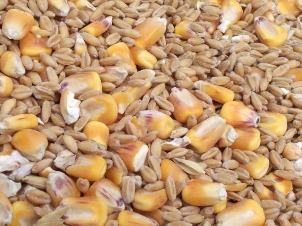 Cerealicoltura: Confagricoltura Sardegna e i fondi