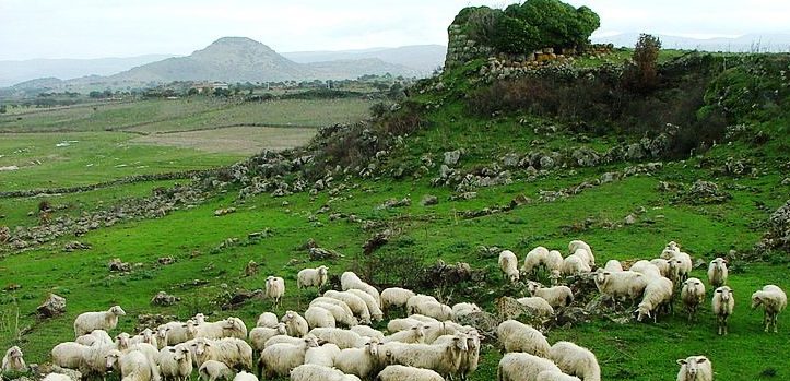 Salviamo le pecore della Sardegna