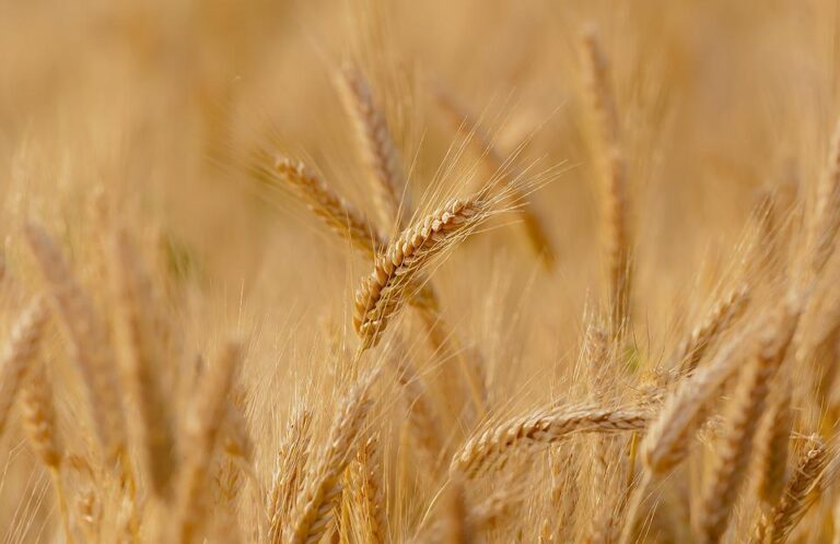 105 le tonnellate di grano duro sequestrate in diverse regioni d’Italia