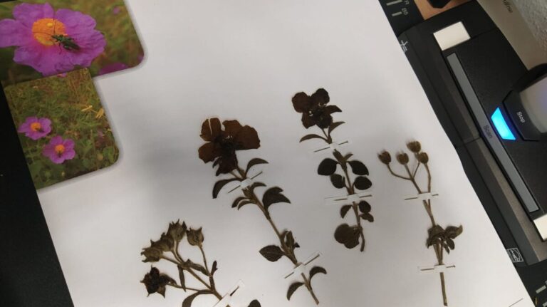 Lodè: erbario digitale delle piante del Montalbo