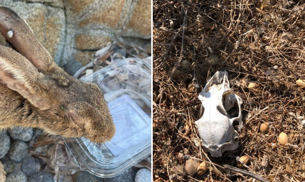 Moria di conigli nani sull’isola Mal di Ventre