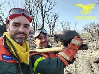 Sardegna in fiamme: 11 incendi,  salvata una testudo