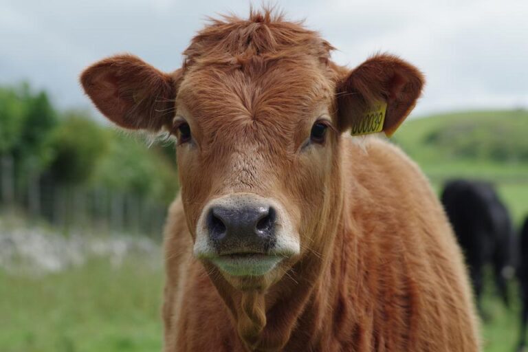 Gallura – sbloccata movimentazione bovini