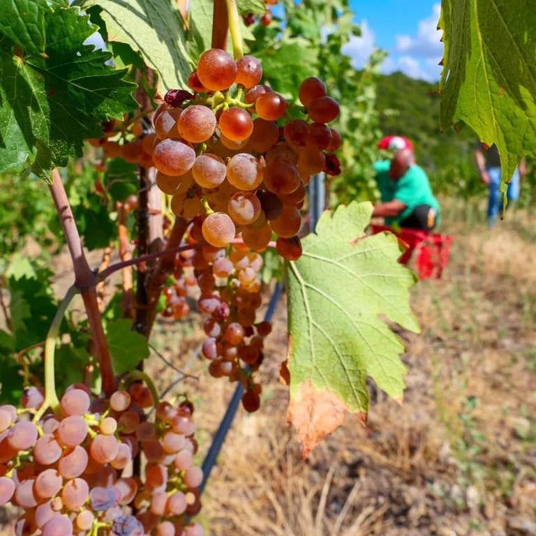 Il vino Sardo attira gli investitori stranieri