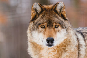 Come convivere con il lupo: il vademecum dell'OIPA
