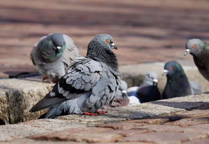 Turate (CO): no all'ordinanza contro i piccioni