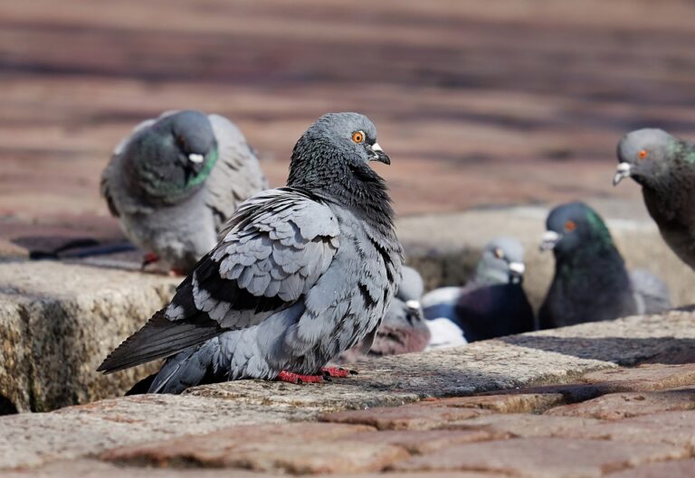 Turate (CO): no all’ordinanza contro i piccioni