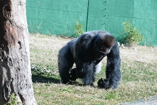 Riù, il gorilla triste non uscirà dallo zoo