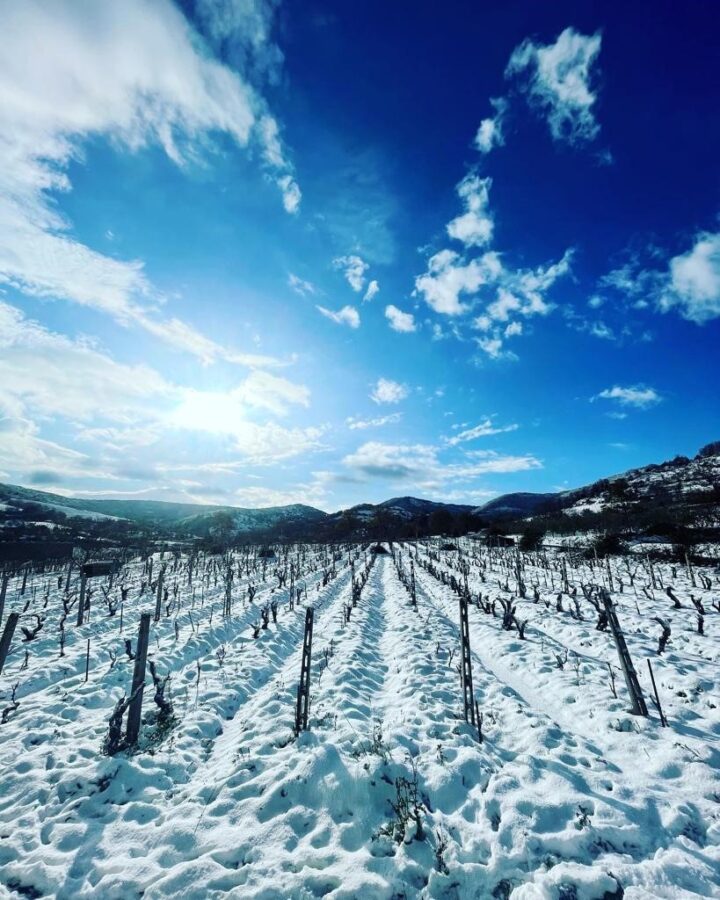 La parola dell’enologo/ Andrea Pala: “le nevicate di gennaio in Sardegna garantiscono risorse idriche per i mesi futuri e una protezione dei vitigni”