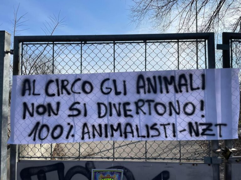 Padova: arriva il circo con i gatti, blitz