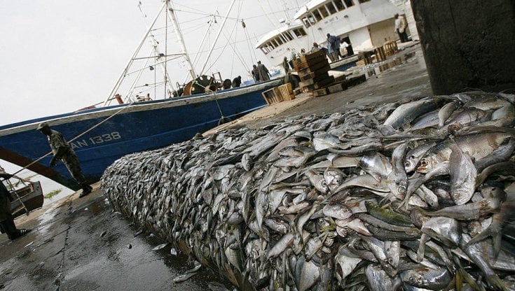 Pesca a strascico sottocosta: peschereccio interecettato e sanzionato dalla Guardia Costiera di Olbia