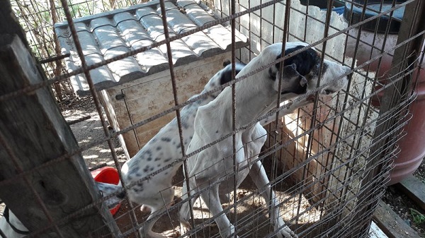 Condannato a 4 mesi di reclusione per maltrattamento e detenzione incompatibile di 11 cani da caccia. Oipa, parte civile: «pene troppo esigue»