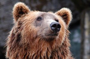 Runner morto: Fugatti annuncia una rappresaglia contro gli orsi 