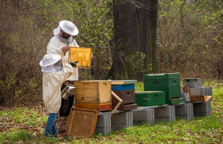 Fratelli d’Italia Alghero: approvata mozione per la tutela e la valorizzazione dell’apicoltura