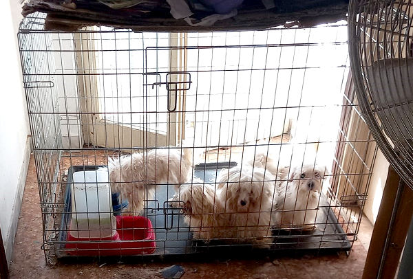 Sequestrati undici cani dalle guardie zoofile Oipa di Pavia in collaborazione con l’Ats e la polizia locale