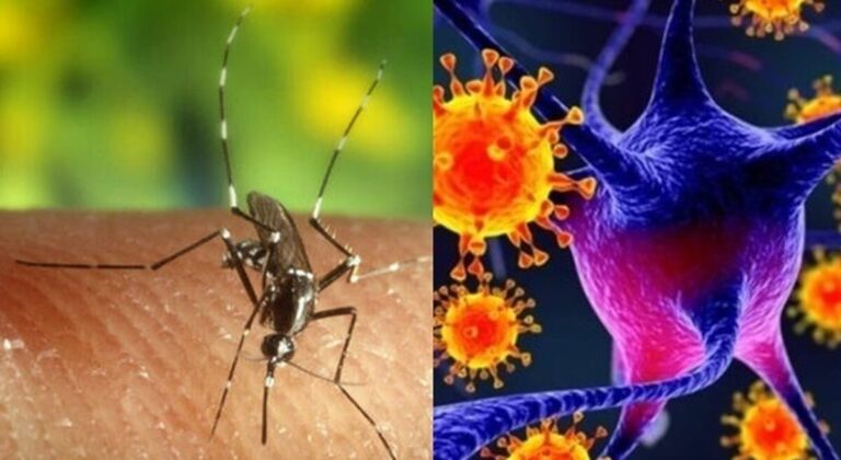 Usutu Virus, un gruppo di zanzare positivo a Oristano