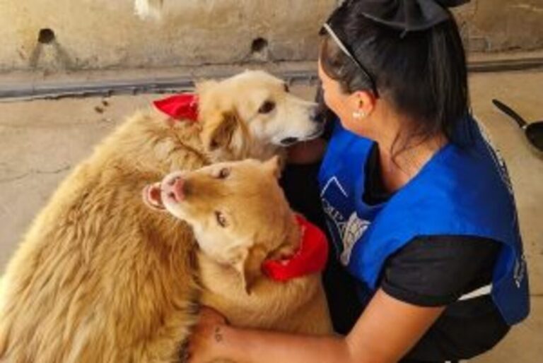 Volontari Oipa in strada per applicare antiparassitari a cani e gatti senza casa. L’iniziativa “proteggiamoli” è giunta alla terza edizione 